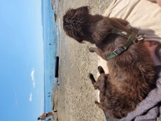 Hund Atreju am Strand