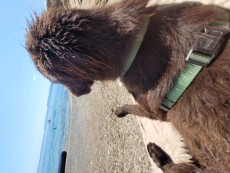 Hund Atreju am Strand