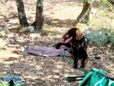 Hund im Schatten