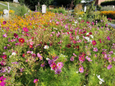 Wildbienengarten Mönichkirchen