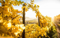 Weinreben