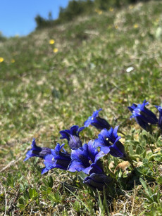 Enzian im Frühling