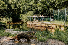 Fischotter im UnterWasserReich bei der Fütterung