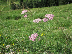 hausapotheke
