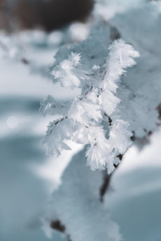 Schneekristalle