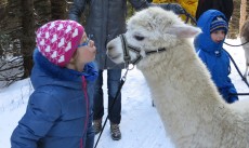 Alpaka Naturpark Hohe Wand