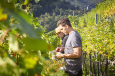 Weinlese in der Wachau