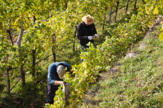 Weinlese in der Wachau
